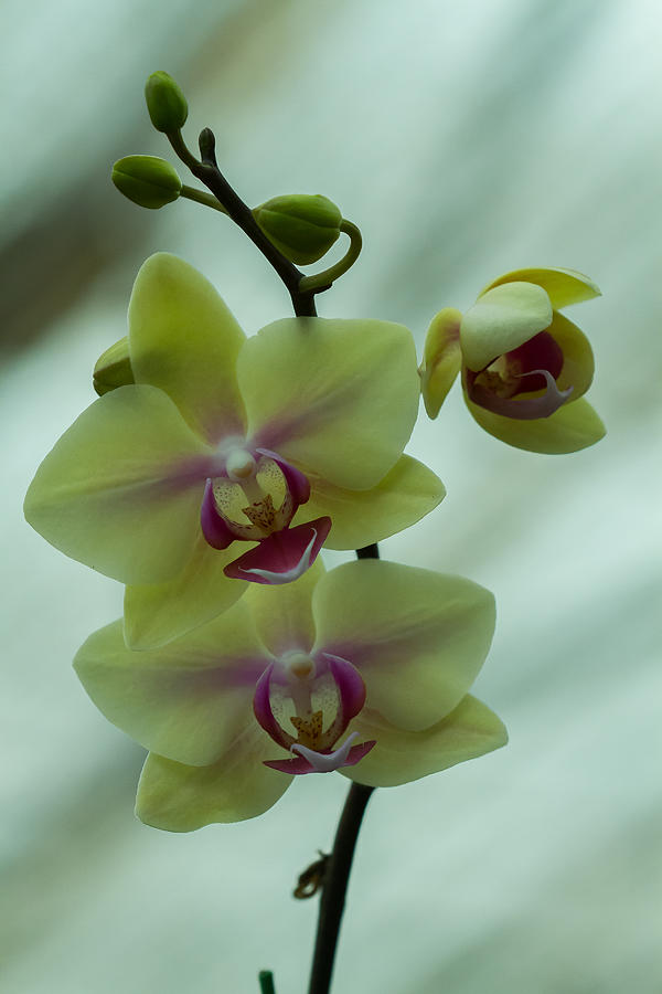 Blessed Blossom Photograph by Ramabhadran Thirupattur
