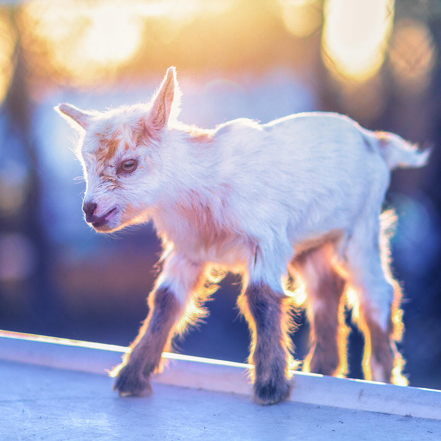 Goat Photograph - Little Baby Goat Sunset by TC Morgan