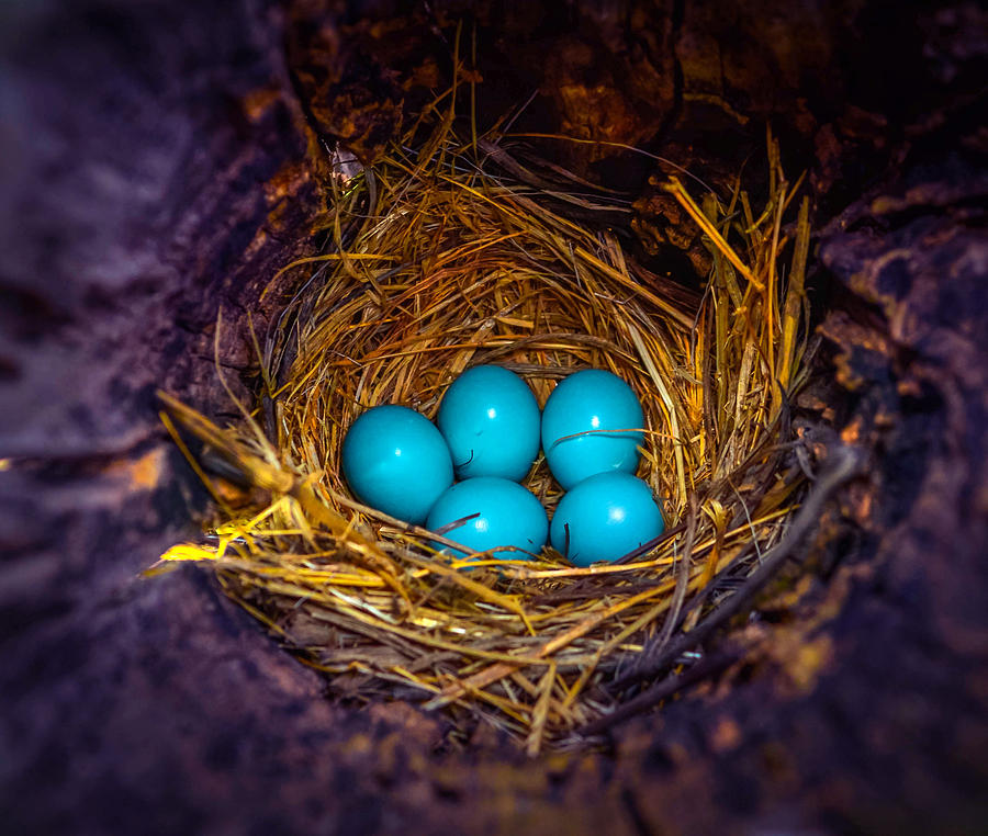Bird Photograph - Blessed Nest by Brian Stevens