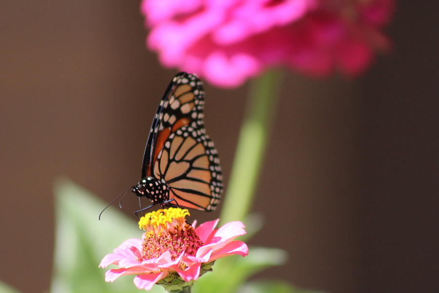 Blessed to be a Butterfly Photograph by Mary L Farley-White - Fine Art ...