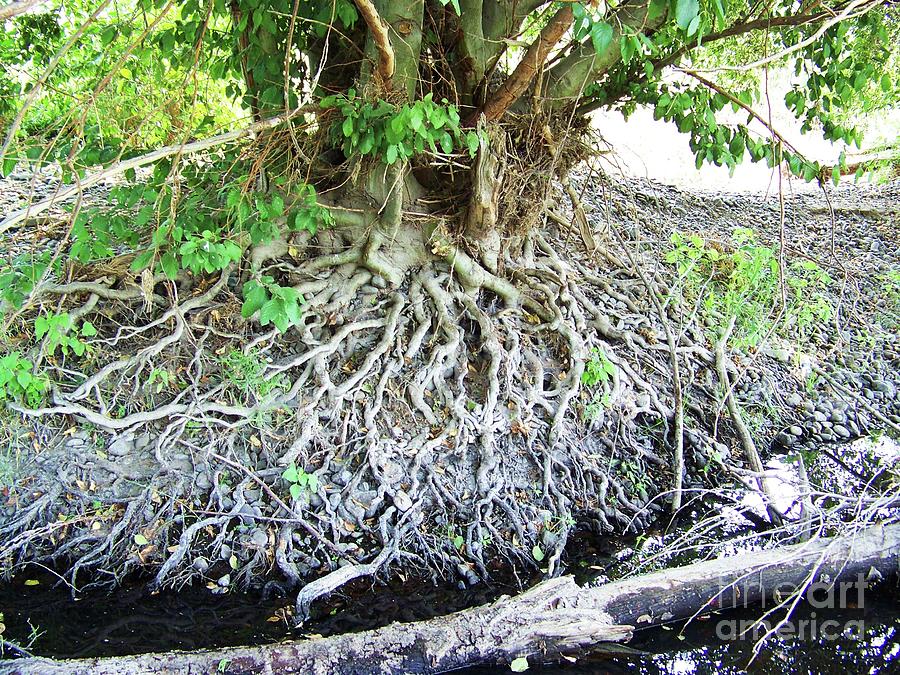 Blessing Root Stones Photograph by Julie Rauscher