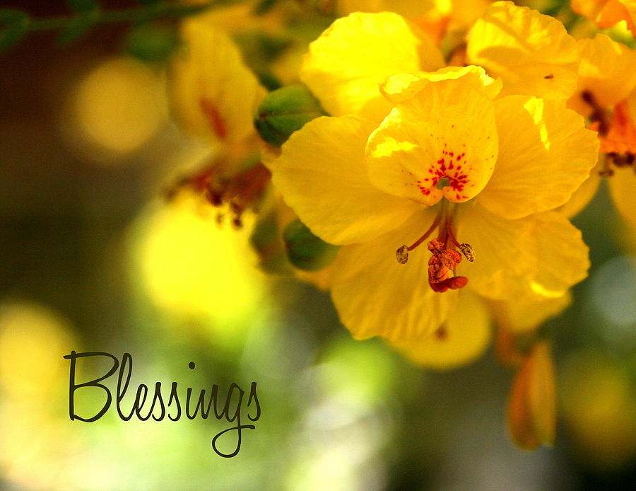 Spring Photograph - Blessings by Marna Edwards Flavell