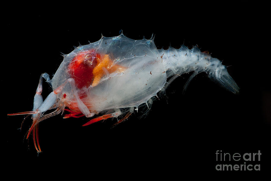 Blind Lobster Larva Photograph by Danté Fenolio