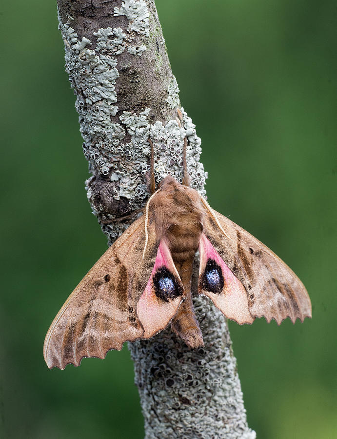Blinded Sphinx Moth Photograph by Jim Zablotny
