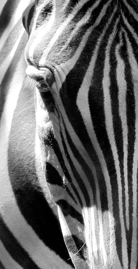 Zebra Photograph - Blink by Lori Lafargue