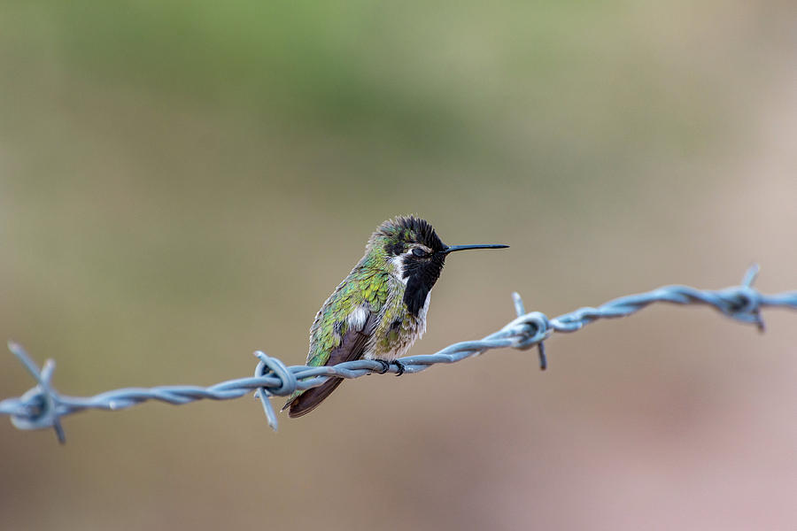 Blinking Hummingbird Photograph by Douglas Killourie
