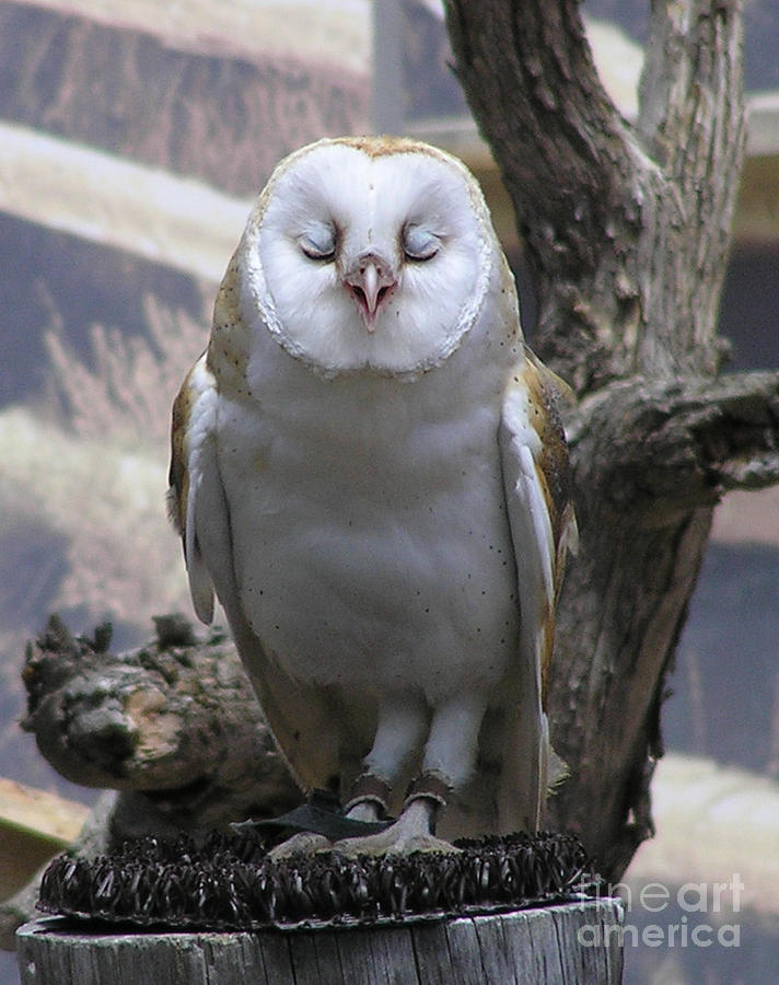 Blinking Owl Photograph by Louise Magno
