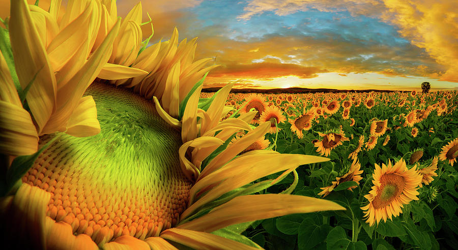 Bliss by Adrian Borda Bliss by Adrian Borda