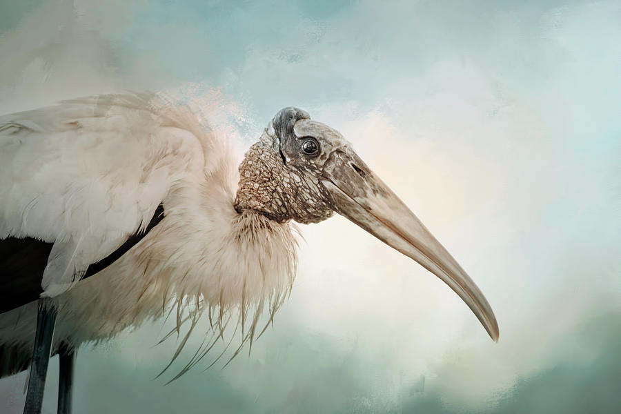 Stork Photograph - Blissful Stork by Georgiana Romanovna