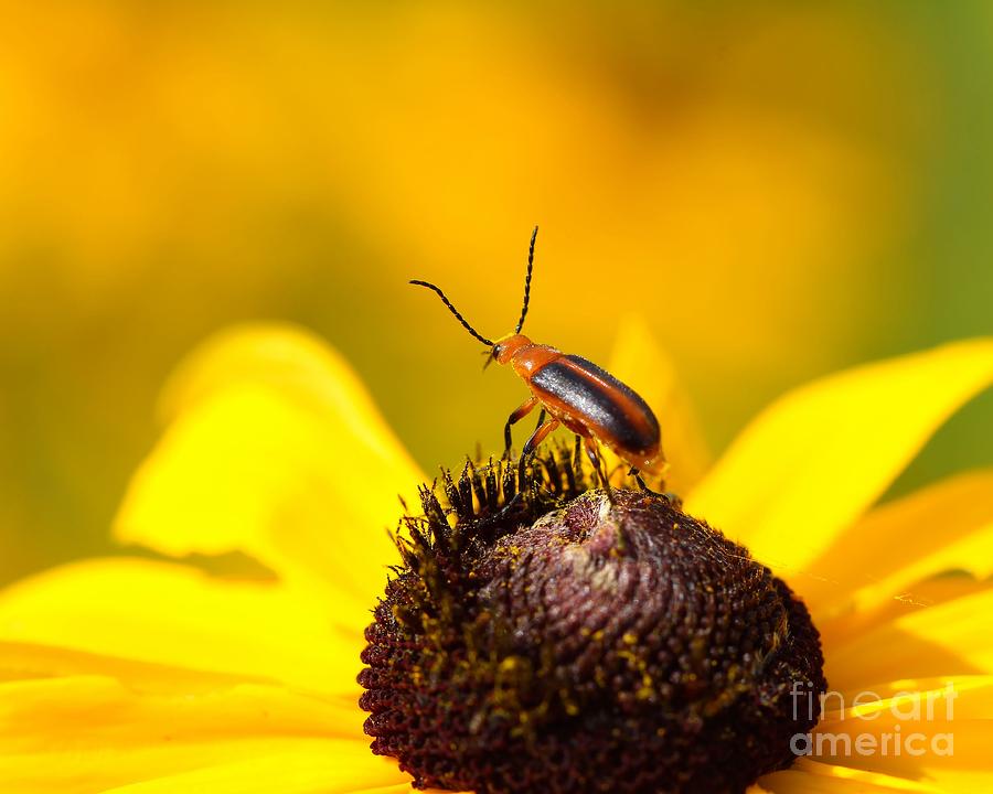 Blister Beetle 2 Photograph by Jimmy Ostgard