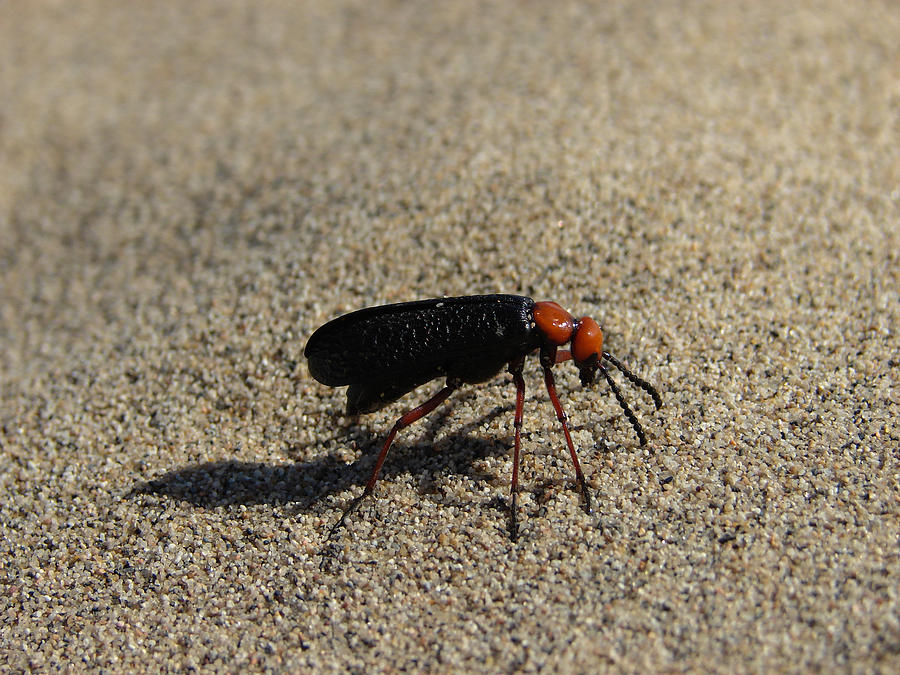 Blister Beetle Photograph by Carl Moore