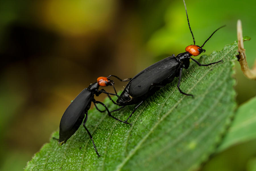 Blister Beetles Photograph by Ramabhadran Thirupattur