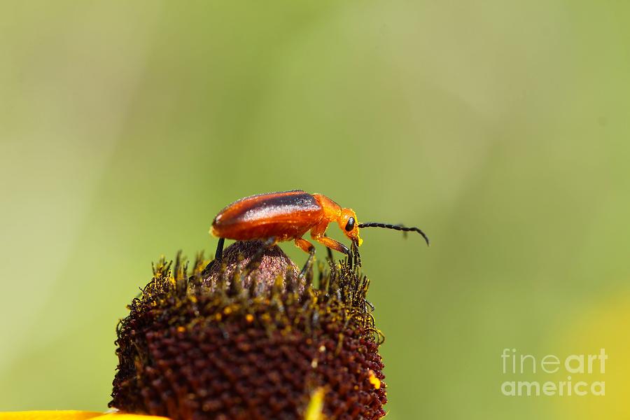 Wildlife Photograph - Blister Beetle 1 by Jimmy Ostgard