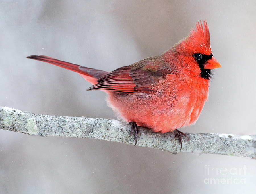 Winter Cardinal Photograph by Art Cole