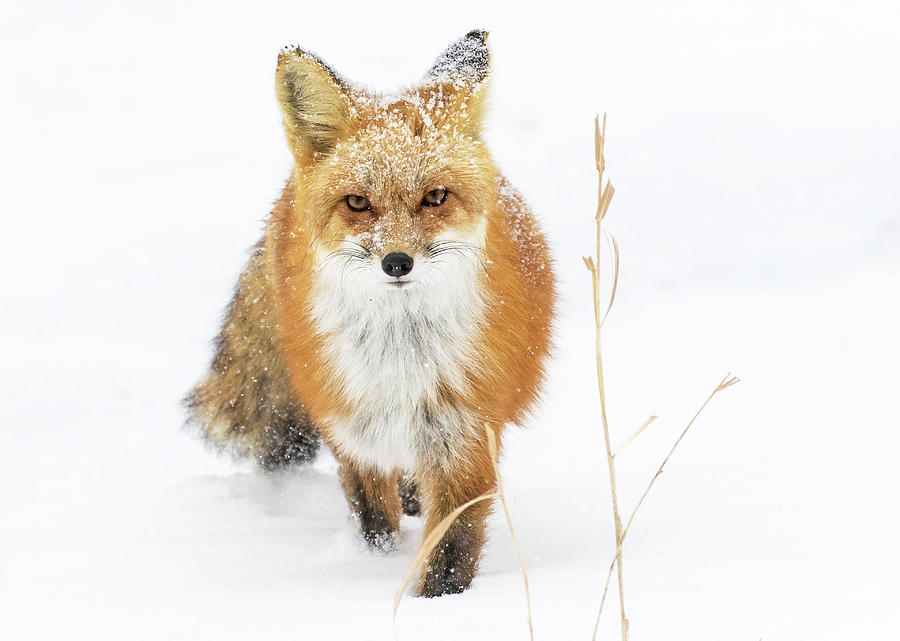 Blizzard Fox Photograph by Mindy Musick King