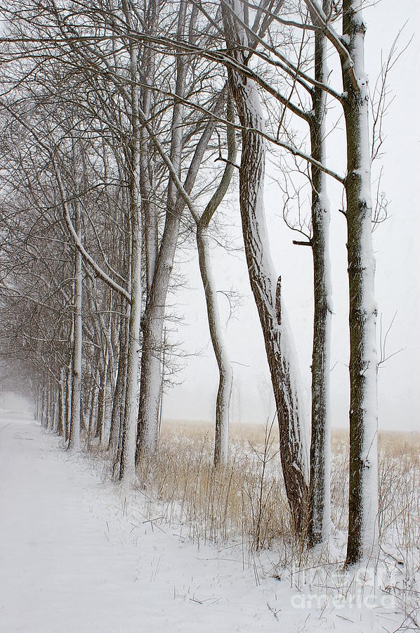 Blizzard Path Photograph by Randy Pollard