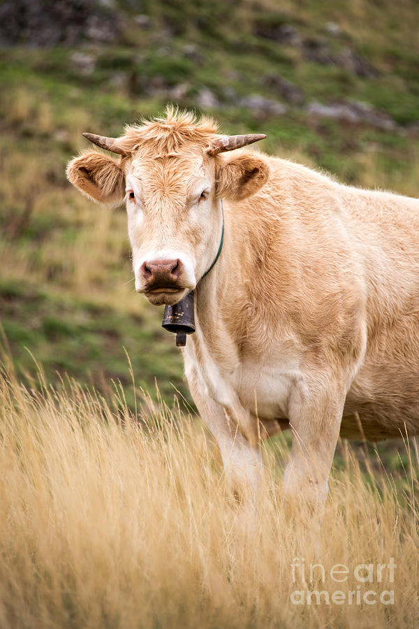 Blond cow with a bell, France Photograph by Delphimages Photo Creations