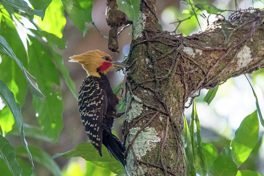 Blonde Crested Woodpecker - wide 9