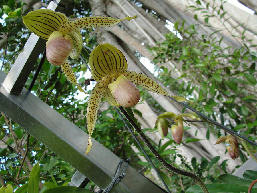 Paphiopedilum Orchid Photograph - Blonde Insect Orchid Buds by Susan Nash