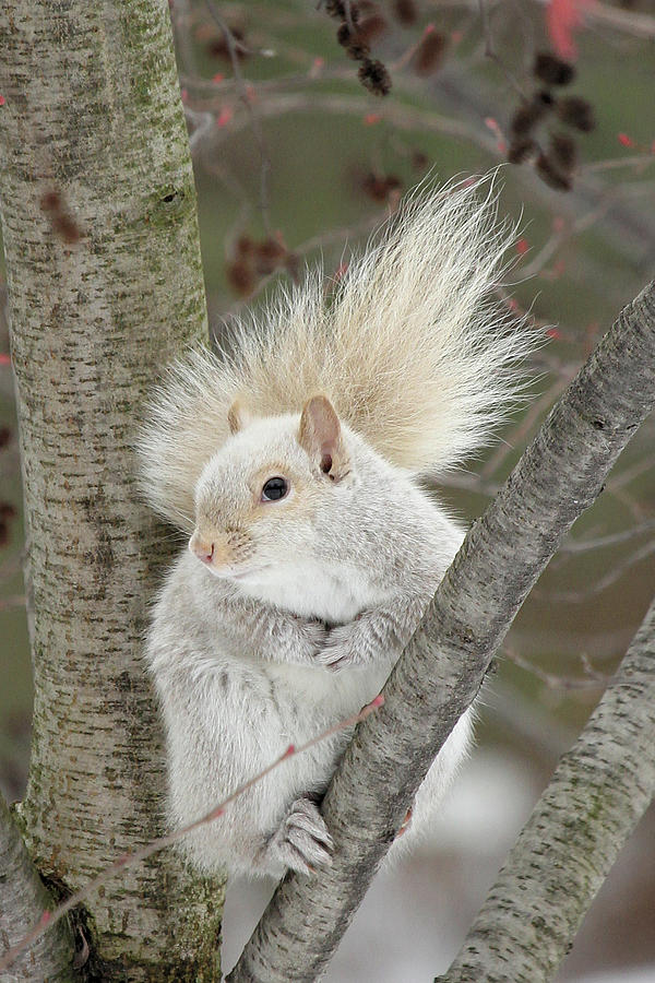 Blond Squirrel Photograph by Doris Potter