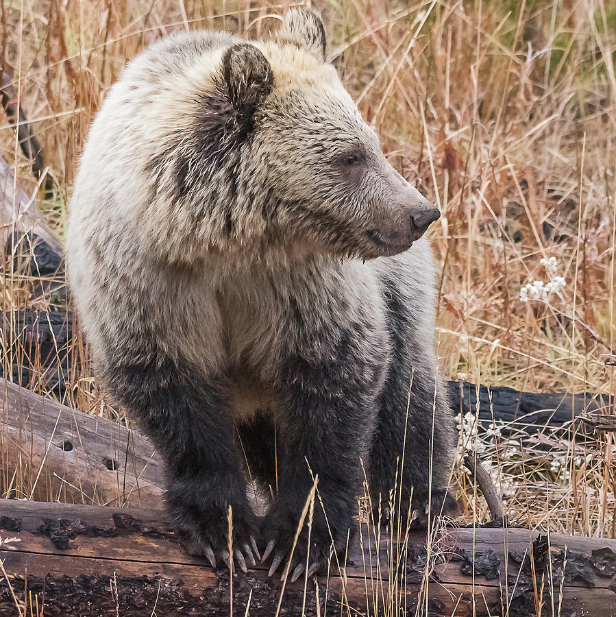 Blonde Grizzlies Have More Fun Photograph by Yeates Photography