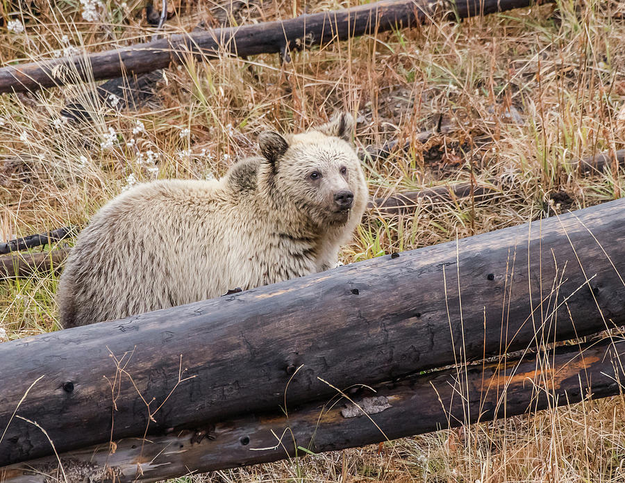 Blonde Grizzly Cub In Autumn Photograph by Yeates Photography