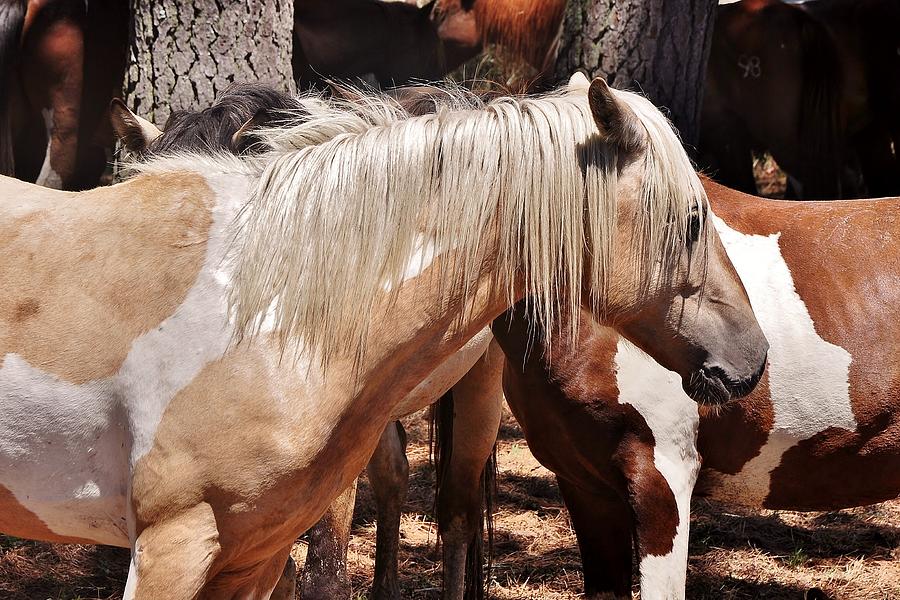 Blondie - Chincoteague Wild Pony Roundup Photograph by Kim Bemis