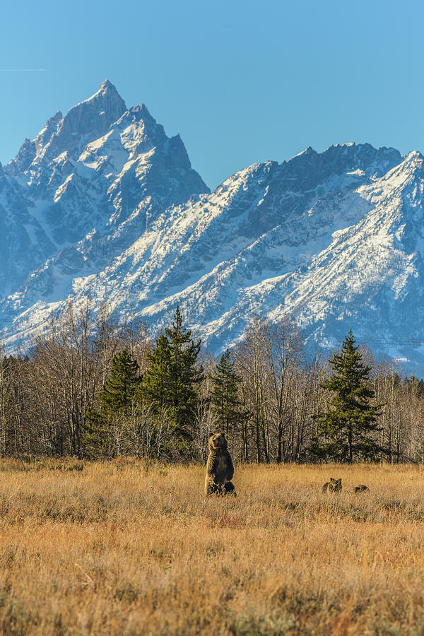 Blondie In The Teton Photo Photograph by Yeates Photography