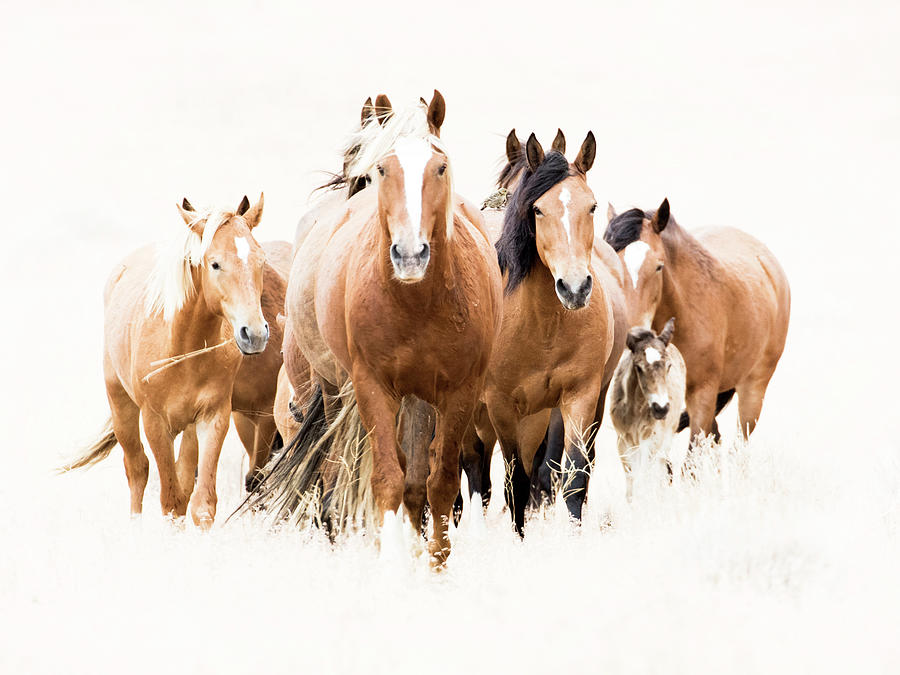 Horse Photograph - Blondies band by John T Humphrey