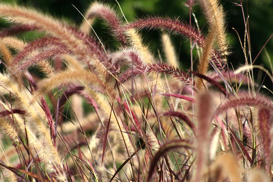 Blood Grass Photograph by Jean Macfal - Fine Art America