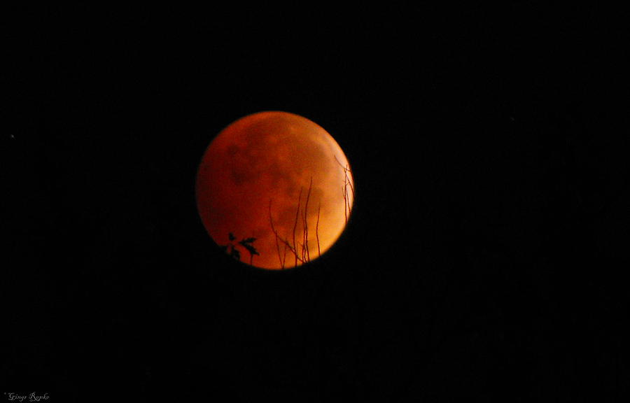 Blood Moon Photograph - Blood Moon 2014100816 by Ginger Repke
