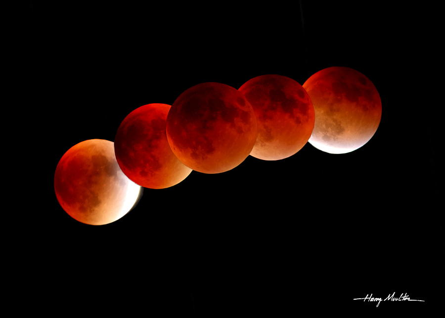 Blood Moon Photograph by Harry Moulton