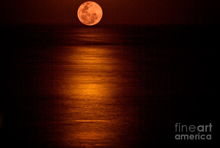 Blood Moon Rising Photograph by Bob Hislop