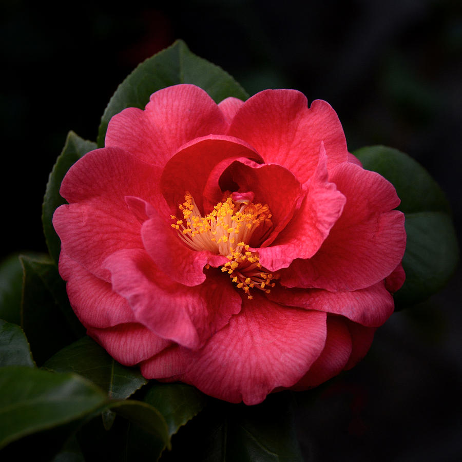 Flowers Still Life Photograph - Camellia japonica by Marites Reales