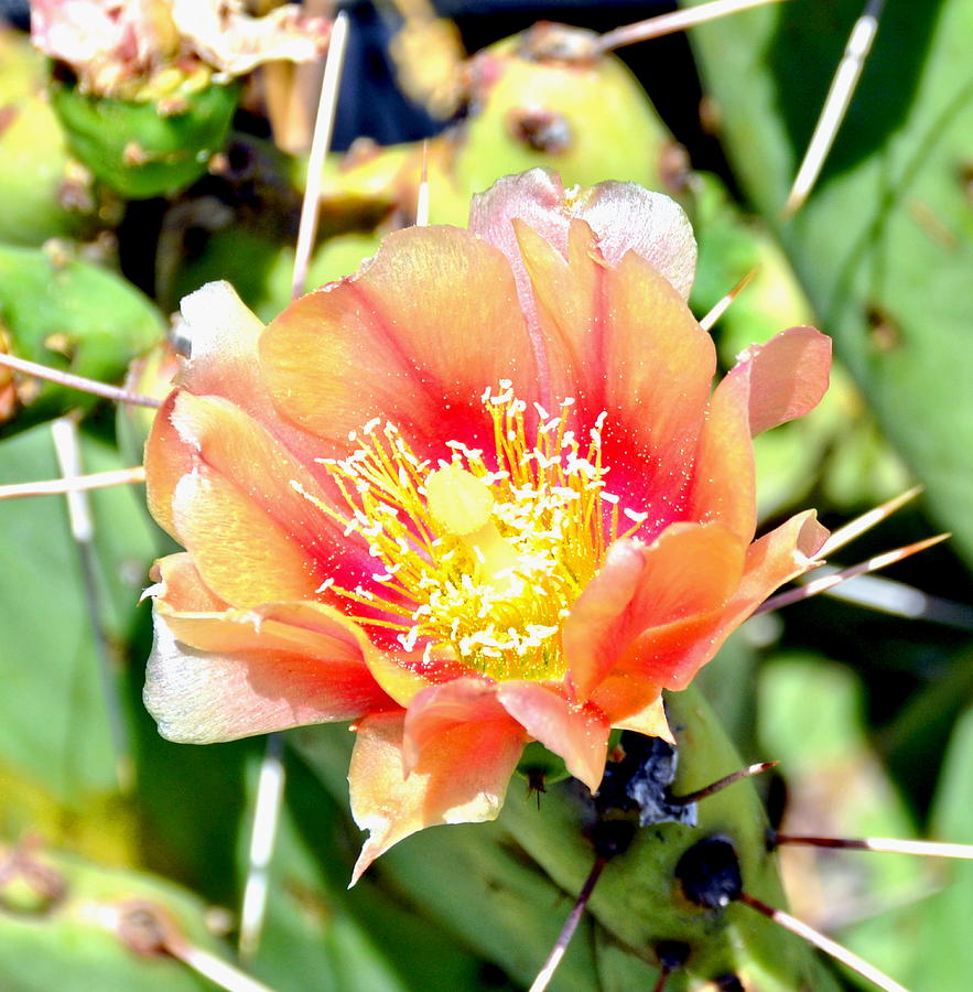 Blood Orange Cactus Flower Bloom Photograph by Amy McDaniel