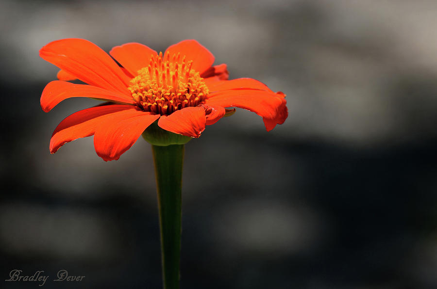 Blood Orange Daisy Photograph by Bradley Dever