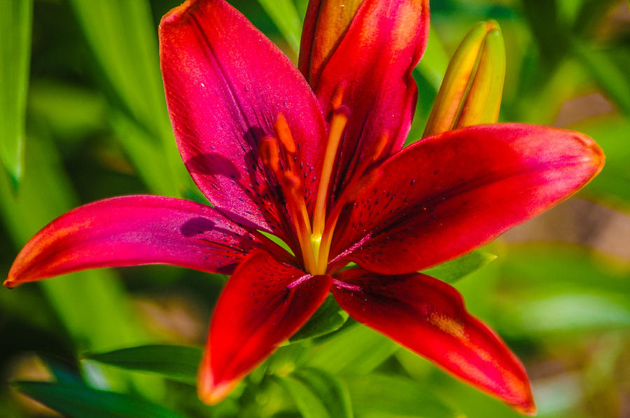 Blood red lily Photograph by Gerald Kloss