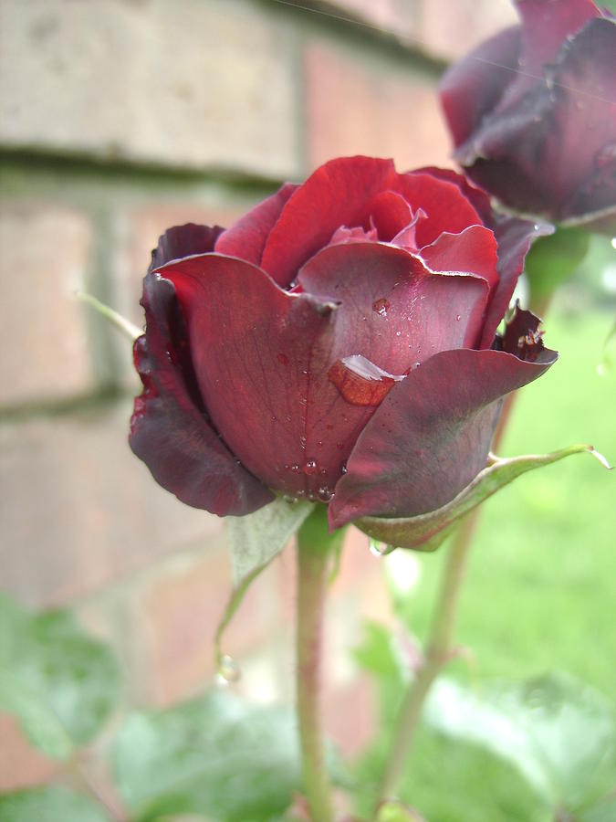 Blood Red Rain III Photograph by Jennifer Lynn Butler - Fine Art America