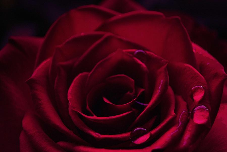 Vil Karakter Opdatering Blood Red Rose Painting by Celestial Images - Fine Art America