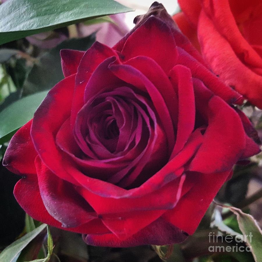 Blood Red Rose Photograph By Jennifer Hester