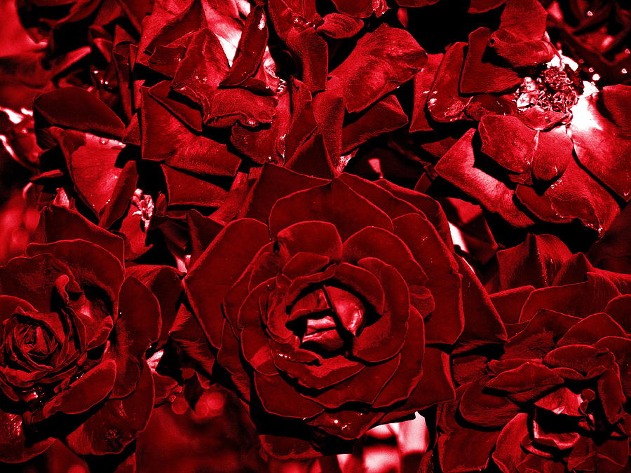 sjæl tidligste vækstdvale Blood red roses Photograph by Vineta Marinovic - Pixels