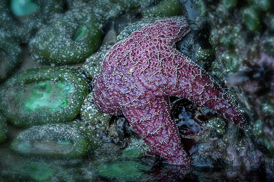 Blood Red Starfish Photograph by Belinda Greb