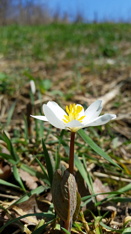 Blood Root Photograph by Brook Burling