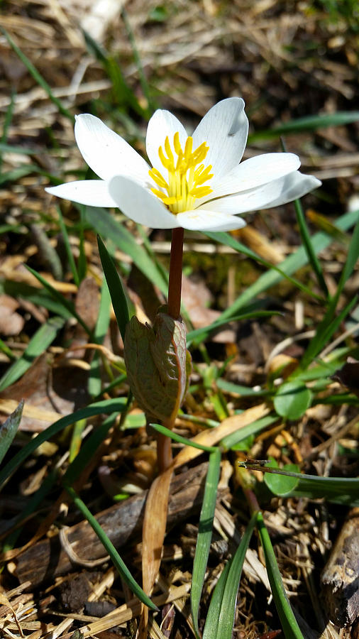 Blood Root Plant Photograph by Brook Burling