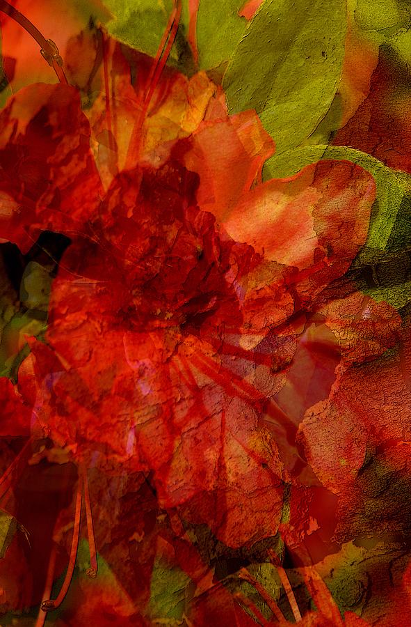 Blood Rose Digital Art by Tom Romeo