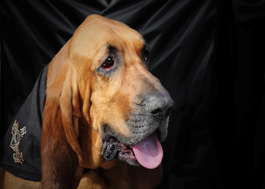 Bloodhound - Governed By A World Of Scents Photograph by ...