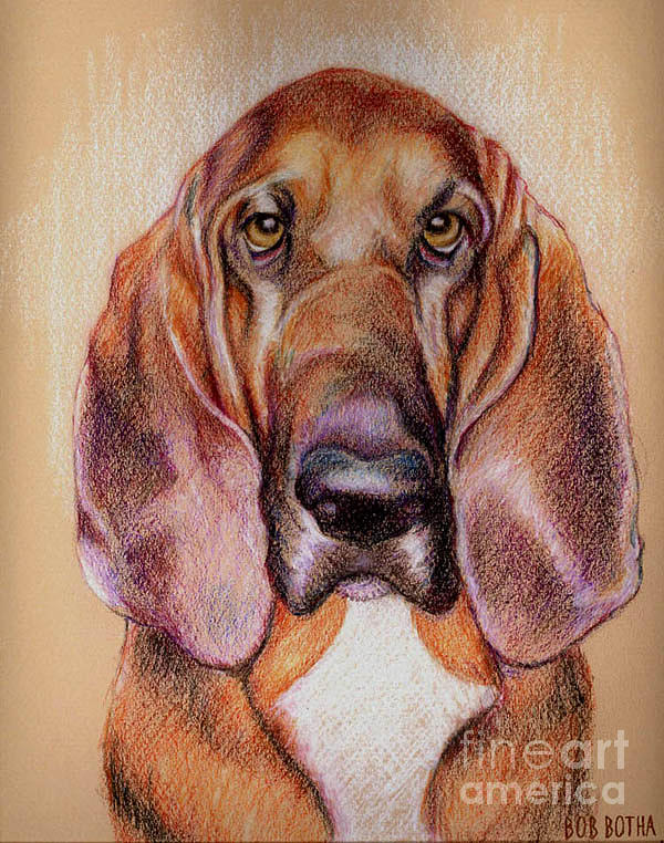 Bloodhound Drawing by Bob Botha