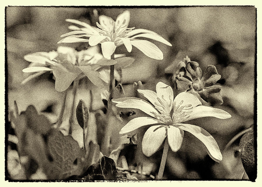 Bloodroot and Vinca Wildflowers - Sepia Photograph by Carol Senske
