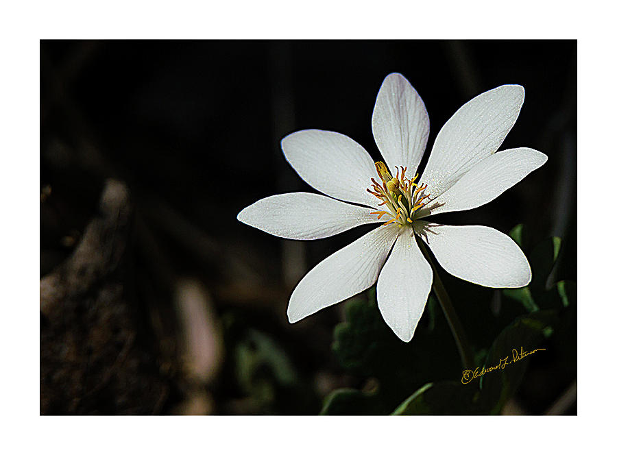 Bloodroot Flower Photograph by Ed Peterson