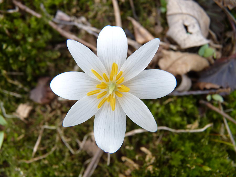 Bloodroot Flower in Woods Photograph by Jeanette Oberholtzer
